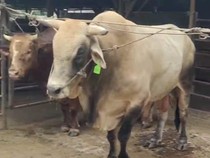 Presiden Prabowo Sumbang 36 Sapi Kurban untuk Sumut, Terberat 1,60 Ton