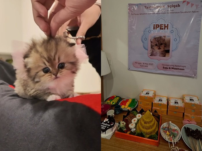 Pria Ini Adakan Aqiqah untuk Kucingnya pakai Sate Kambing