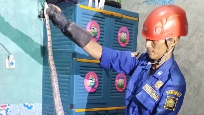 Proses evakuasi ular dari dalam rumah di Pengasih, Kulon Progo, Sabtu (24/5/2025).