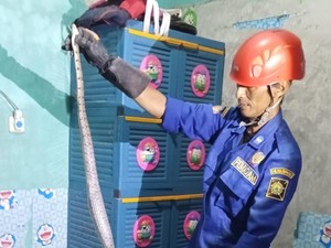 Ular Tikus Dievakuasi di Kulon Progo, Kaget-Ngumpet Saat Lihat Pemilik Rumah
