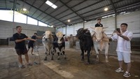 Ini empat sapi kurban yang Raffi Ahmad beli dari tempat Irfan Hakim di Setia Farm. Foto: dok. Capture Channel YouTube de Hakims