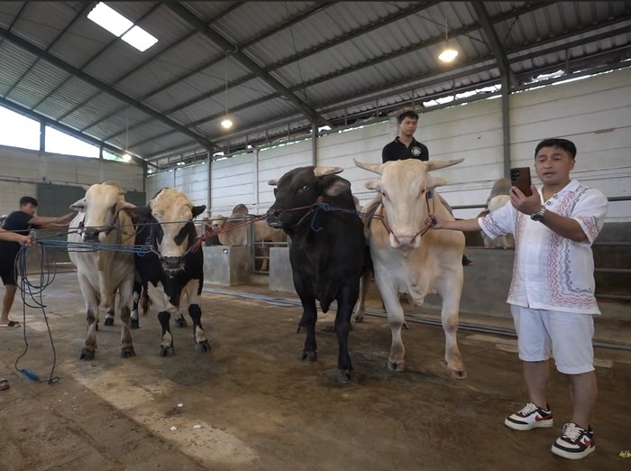 Raffi Ahmad Sapi-sapi kurban Raffi Ahmad