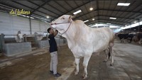 Ini adalah sapi jenis bule albino yang punya tinggi sekitar 2 meter. Sapi ini Raffi Ahmad beli untuk Nagita Slavina. Foto: dok. Capture Channel YouTube de Hakims