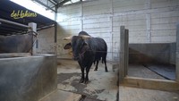 Kemudian Raffi Ahmad memilih sapi limited yang ada di kandang tersebut, berjenis wagyu. Sapi itu terlihat kekar dengan kulit berwarna hitam. Foto: dok. Capture Channel YouTube de Hakims
