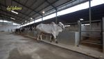 Ini 4 Sapi Jumbo Raffi Ahmad, Ada Jenis Bule Albino hingga Limosin