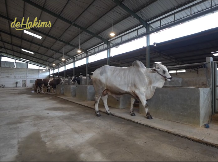 Raffi Ahmad Sapi-sapi kurban Raffi Ahmad