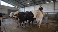 Dilihat dari channel YouTube deHakims, Sabtu (24/5/2025), empat sapi Raffi Ahmad ini memiliki jenis yang berbeda. Foto: dok. Capture Channel YouTube de Hakims
