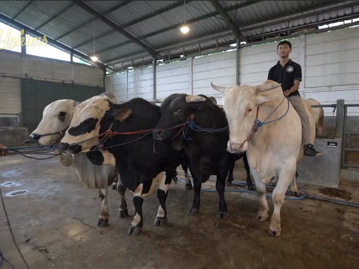 Raffi Ahmad Sapi-sapi kurban Raffi Ahmad