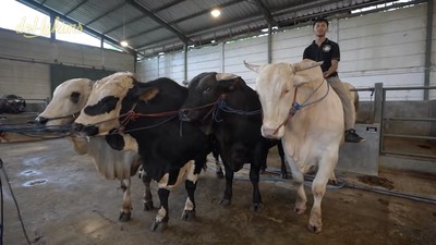 Ini 4 Sapi Jumbo Raffi Ahmad, Ada Jenis Bule Albino hingga Limosin