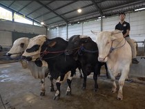 Ini 4 Sapi Jumbo Raffi Ahmad, Ada Jenis Bule Albino hingga Limosin