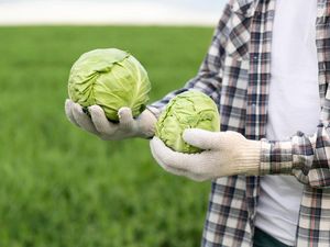 9 Manfaat Sayur Kol untuk Kesehatan Tubuh yang Membantu Kita Hidup Lebih Baik