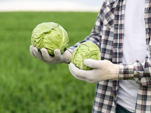 9 Manfaat Sayur Kol untuk Kesehatan Tubuh yang Membantu Kita Hidup Lebih Baik