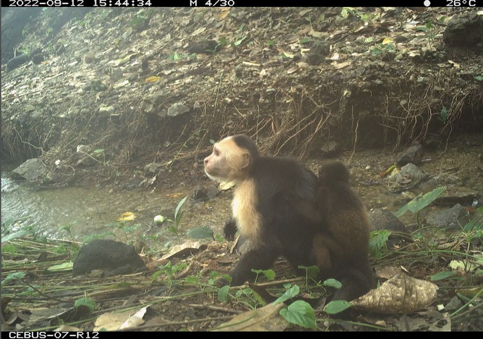 Seekor monyet kapusin berwajah putih jantan muda menggendong bayi monyet howler, tertangkap oleh kamera perangkap jarak jauh di Jicaron, Panama