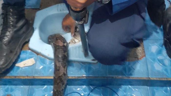 Seekor ular berukuran tiga meter berada di dalam kloset toilet warga di Bogor