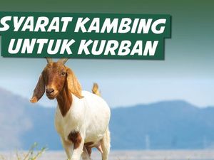 Syarat Kambing untuk Kurban