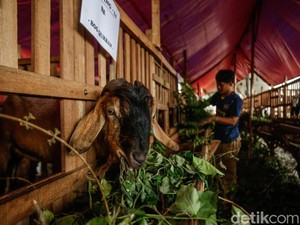 Bolehkah Potong Kuku atau Rambut Sebelum Kurban? Simak Penjelasannya