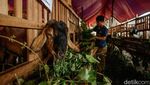 Jelang Idul Adha, Kolong Tol Becakayu Jadi Tempat Jualan Hewan Kurban