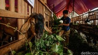 Di lapak ini, para pedagang menawarkan beragam hewan kurban mulai dari kambing hingga sapi.