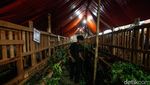 Jelang Idul Adha, Kolong Tol Becakayu Jadi Tempat Jualan Hewan Kurban