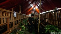 Biasanya, lonjakan pembeli terjadi pada malam takbiran menjelang Hari Raya Idul Adha, karena harga hewan kurban cenderung lebih terjangkau.