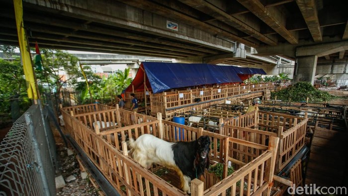Jelang Idul Adha, Kolong Tol Becakayu Jadi Tempat Jualan Hewan Kurban Dua pekan menjelang Idul Adha, geliat penjualan hewan kurban mulai terasa di berbagai penjuru Jakarta, salah satunya di area kolong Tol Becakayu.