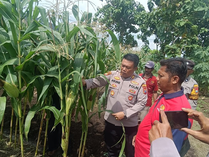 Kapolsek Porong Cek Langsung Lahan Ketahanan Pangan di Desa Kebonagung