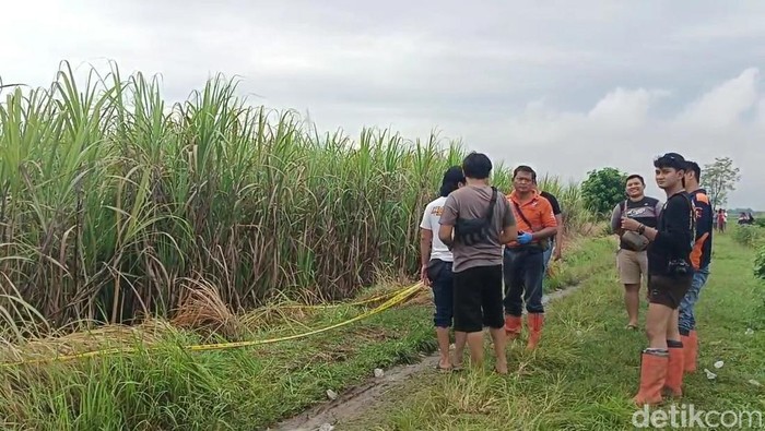 Lokasi penemuan mayat wanita penuh luka di kebun tebu Dukuhtengah Brebes, Minggu (25/5/2025).