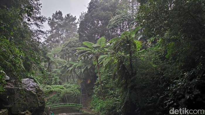 Objek wisata Bumi Perkemahan Palutungan Kuningan