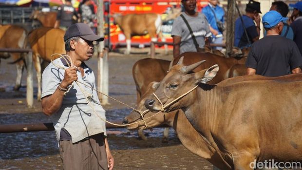 Aktivitas jual beli sapi di Pasar Hewan Beringkit, Badung.