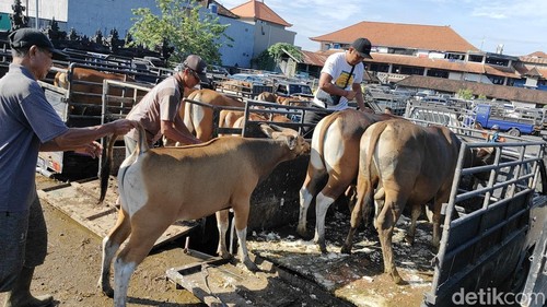 Aktivita jual beli sapi Bali di Pasar Hewan Beringkit, Mengwi, Badung, Bali, Minggu (25/5/2025).