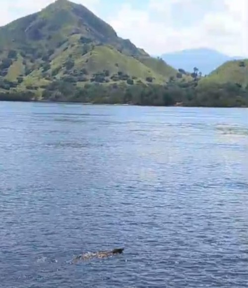 Tangkapan layar seekor komodo berenang lintas pulau di Taman Nasional Komodo, Manggarai Barat, NTT, Minggu (25/5/2025).