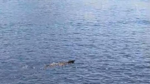 Tangkapan layar seekor komodo berenang lintas pulau di Taman Nasional Komodo, Manggarai Barat, NTT, Minggu (25/5/2025).