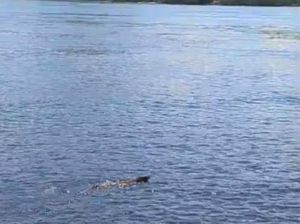 Niat Banget, Komodo Renang Antarpulau Diduga karena Cium Aroma Makanan