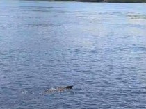 Niat Banget, Komodo Renang Antarpulau Diduga karena Cium Aroma Makanan