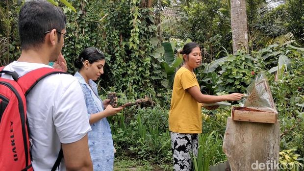 Turis bisa panen madu langsung dari sarangnya dan mencicipi segarnya madu rasa asam dari lebah kelulut di Bongkasa Pertiwi, Badung, Bali.