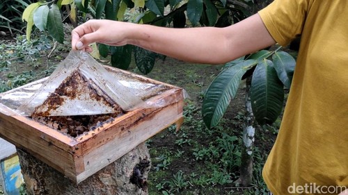 Turis bisa panen madu langsung dari sarangnya dan mencicipi segarnya madu rasa asam dari lebah kelulut di Bongkasa Pertiwi, Badung, Bali.