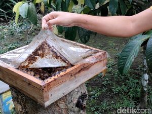 Wisatawan Timur Tengah Kepincut Madu Asam Lebah tanpa Sengat di Bali