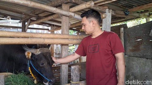 Alex, jadi satu-satunya sapi di Kota Mataram yang dibeli Presiden Prabowo untuk kurban tahun ini, Senin (26/5/2025). (Nathea Citra/detikBali)