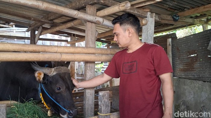 Alex, jadi satu-satunya sapi di Kota Mataram yang dibeli Presiden Prabowo untuk kurban tahun ini, Senin (26/5/2025). (Nathea Citra/detikBali)