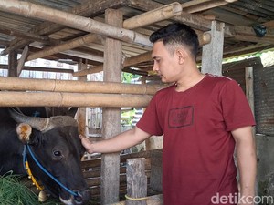 Alex, Sapi 6 Kuintal dari Mataram yang Dibeli Prabowo untuk Kurban