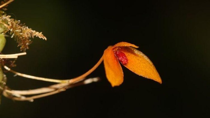 Bulbophyllum bukitrayaense