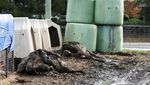 Dampak Banjir di Australia, Puluhan Sapi Tewas Terkubur Lumpur