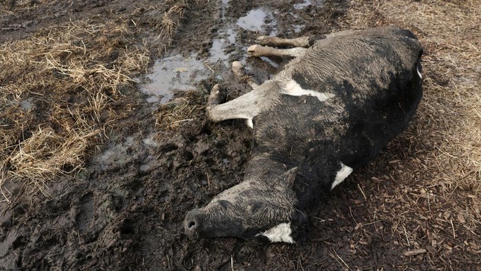 Dampak Banjir di Australia, Puluhan Sapi Tewas Terkubur Lumpur Sapi-sapi di peternakan timur Kempsey, Australia, ditemukan mati terjebak lumpur usai banjir besar. Sebagian besar harus disuntik mati karena kondisinya memburuk.