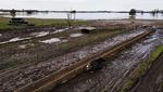 Dampak Banjir di Australia, Puluhan Sapi Tewas Terkubur Lumpur