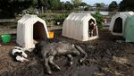 Dampak Banjir di Australia, Puluhan Sapi Tewas Terkubur Lumpur