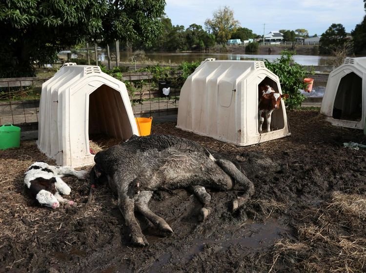 Dampak Banjir di Australia, Puluhan Sapi Tewas Terkubur Lumpur