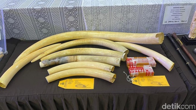 4 Fakta Pipa Rokok hingga Ukiran Gading Gajah Rp 2,3 M Dibongkar