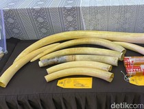 Video: Bareskrim Bongkar Penjualan Gading Gajah Senilai Rp 2,3 Miliar