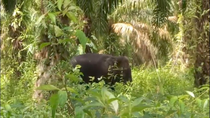 Gajah liar yang masuk ke area perkebunan warga di OKI