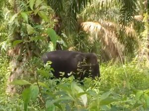 2 Warga OKI Diserang Gajah, Begini Kondisinya